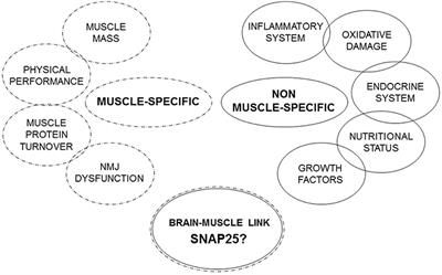 The Biological Foundations of Sarcopenia: Established and Promising Markers